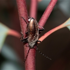 Homotrysis scutellaris (Darkling beetle) at Bruce, ACT - 31 Oct 2025 by AlisonMilton