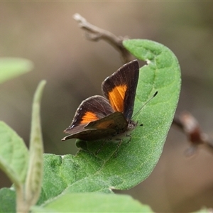 Paralucia aurifera at Paddys River, ACT - Yesterday by ChrisChapman