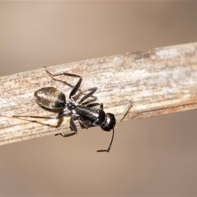 Camponotus aeneopilosus (A Golden-tailed sugar ant) at Bruce, ACT - 31 Oct 2025 by AlisonMilton