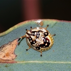 Anischys luteovarius (A shield bug) at Bruce, ACT - 31 Oct 2025 by AlisonMilton