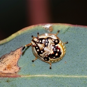 Anischys luteovarius (A shield bug) at Bruce, ACT - 31 Oct 2025 by AlisonMilton