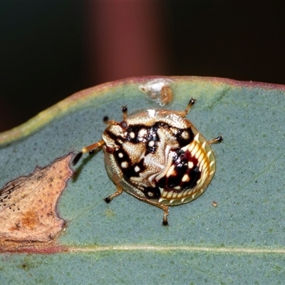 Anischys luteovarius (A shield bug) at Bruce, ACT - 31 Oct 2025 by AlisonMilton