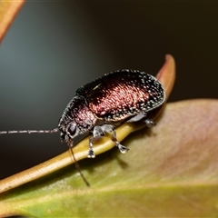 Edusella sp. (genus) (A leaf beetle) at Bruce, ACT - 31 Oct 2025 by AlisonMilton