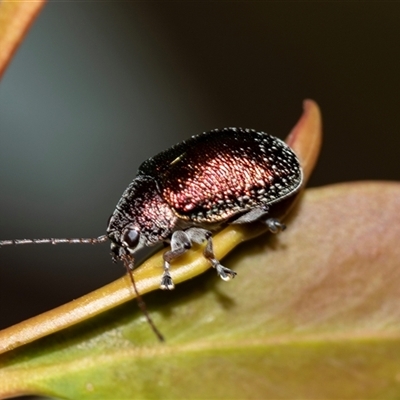 Edusella sp. (genus) (A leaf beetle) at Bruce, ACT - 31 Oct 2025 by AlisonMilton