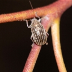 Edusella lineata (Leaf beetle) at Bruce, ACT - 31 Oct 2025 by AlisonMilton