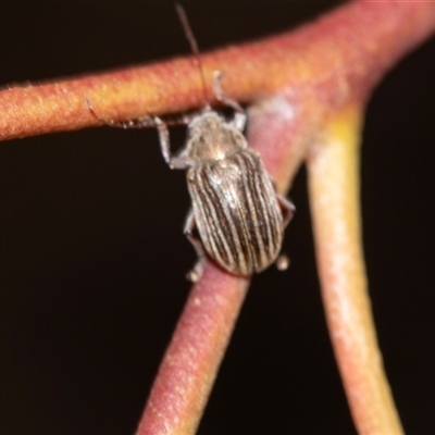 Edusella lineata (Leaf beetle) at Bruce, ACT - 31 Oct 2025 by AlisonMilton