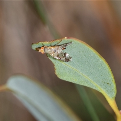 Tephritidae sp. (family) (Unidentified Fruit or Seed fly) at Bruce, ACT - 31 Oct 2025 by AlisonMilton
