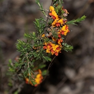 Dillwynia sericea (Egg And Bacon Peas) at Bruce, ACT - 31 Oct 2025 by AlisonMilton
