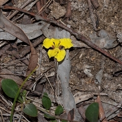 Goodenia hederacea subsp. hederacea (Ivy Goodenia, Forest Goodenia) at Bruce, ACT - 31 Oct 2025 by AlisonMilton