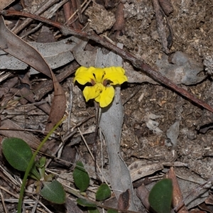Goodenia sp. at Bruce, ACT - 31 Oct 2025 by AlisonMilton