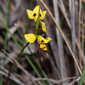 Diuris sulphurea (Tiger Orchid) at Bruce, ACT - 31 Oct 2025 by AlisonMilton