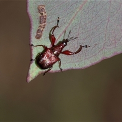 Euops sp. (genus) (A leaf-rolling weevil) at Bruce, ACT - 31 Oct 2025 by AlisonMilton