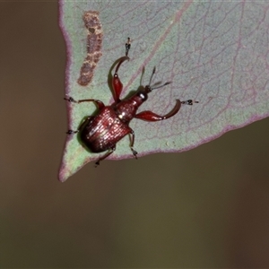 Euops sp. (genus) (A leaf-rolling weevil) at Bruce, ACT - Yesterday by AlisonMilton