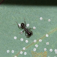 Notoncus sp. (genus) (A Notoncus ant) at Bruce, ACT - 31 Oct 2025 by AlisonMilton