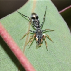 Myrmarachne luctuosa at Bruce, ACT - 31 Oct 2025 by AlisonMilton