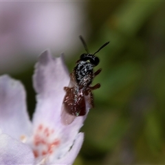 Exoneura sp. (genus) (A reed bee) at Bruce, ACT - 31 Oct 2025 by AlisonMilton