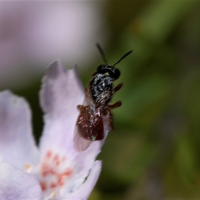 Exoneura sp. (genus) (A reed bee) at Bruce, ACT - 31 Oct 2025 by AlisonMilton