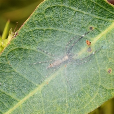 Helpis sp. (genus) (Unidentified Bronze Jumping Spider) at Bruce, ACT - 31 Oct 2025 by AlisonMilton