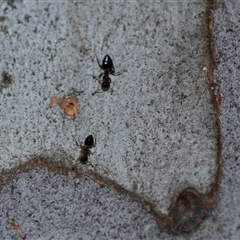 Crematogaster sp. (genus) (Acrobat ant, Cocktail ant) at Bruce, ACT - 31 Oct 2025 by AlisonMilton