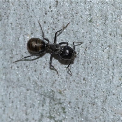Camponotus aeneopilosus (A Golden-tailed sugar ant) at Bruce, ACT - 31 Oct 2025 by AlisonMilton