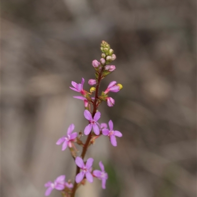Stylidium graminifolium (grass triggerplant) at Bruce, ACT - 31 Oct 2025 by AlisonMilton