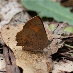 Paralucia aurifera (Bright Copper) at Paddys River, ACT - 31 Oct 2025 by ChrisChapman