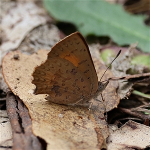 Paralucia aurifera at Paddys River, ACT - Yesterday by ChrisChapman