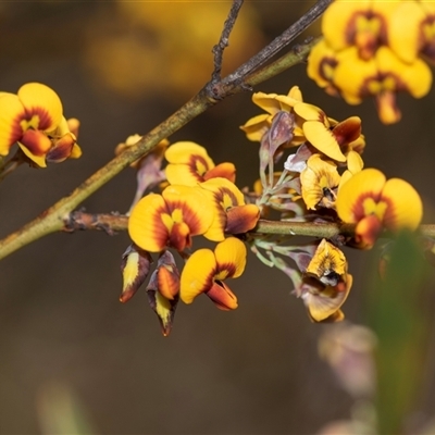 Daviesia sp. (Bitter-pea) at Bruce, ACT - 31 Oct 2025 by AlisonMilton