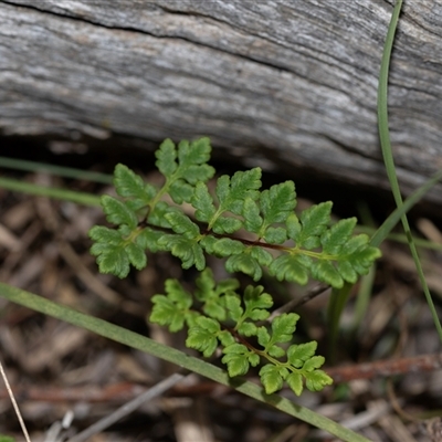 Cheilanthes (genus) (Rock Fern) at Bruce, ACT - 31 Oct 2025 by AlisonMilton
