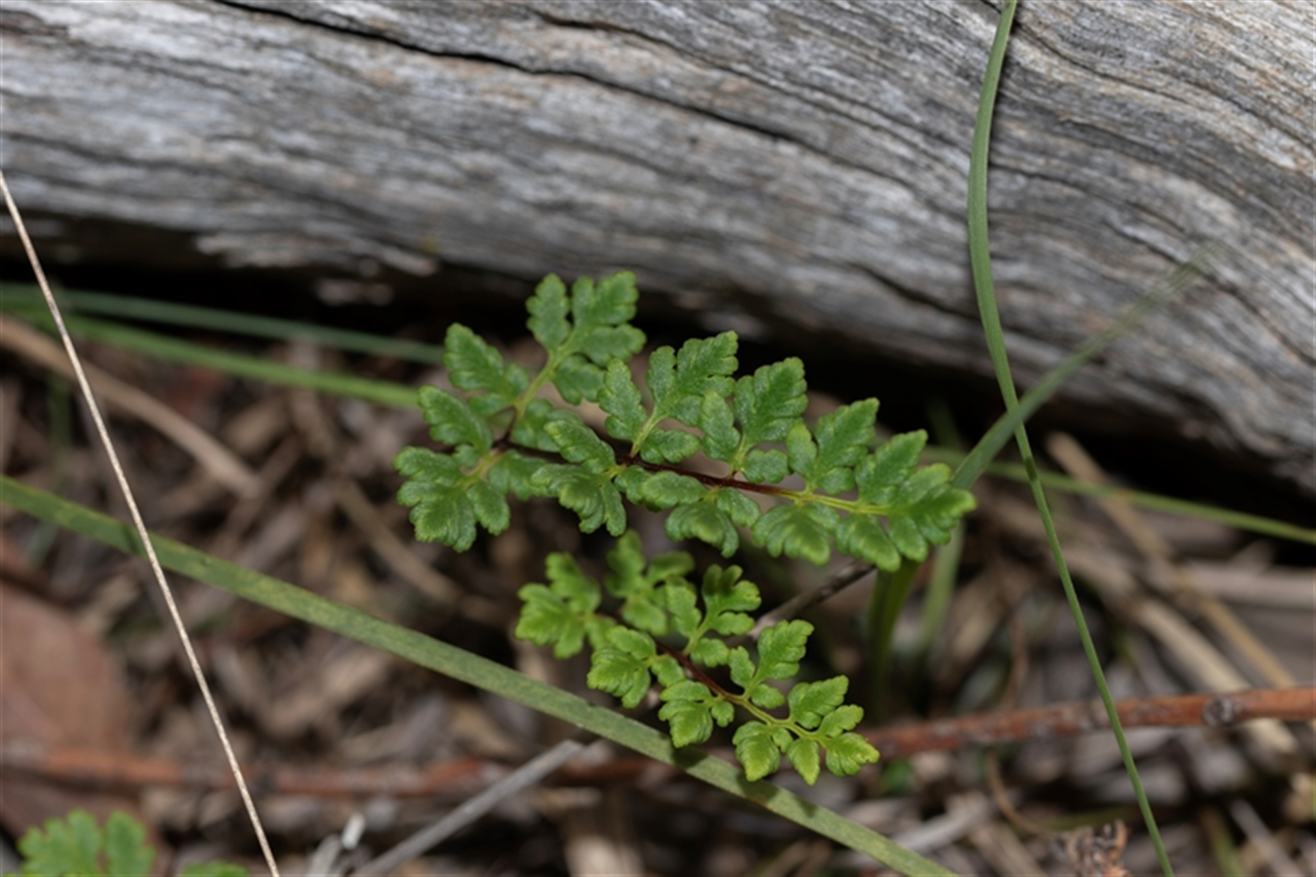 Cheilanthes (genus) at Bruce, ACT - 31 Oct 2025 10:33 AM