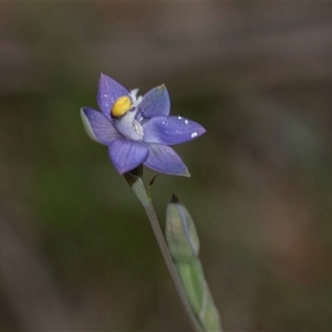 Thelymitra pauciflora (Slender Sun Orchid) at Bruce, ACT - 31 Oct 2025 by AlisonMilton