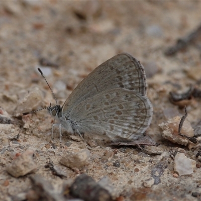 Zizina otis (Common Grass-Blue) at Paddys River, ACT - 31 Oct 2025 by ChrisChapman
