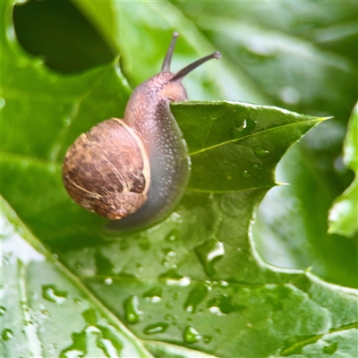 Cornu aspersum (Common Garden Snail) at Braddon, ACT - 31 Oct 2025 by Hejor1