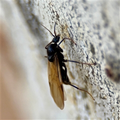 Formicidae (family) (Unidentified ant) at Braddon, ACT - 31 Oct 2025 by Hejor1