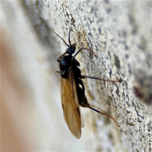 Formicidae (family) (Unidentified ant) at Braddon, ACT - 31 Oct 2025 by Hejor1