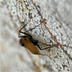 Formicidae (family) at Braddon, ACT - 31 Oct 2025 05:38 PM