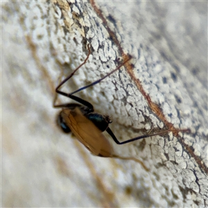 Formicidae (family) at Braddon, ACT - 31 Oct 2025 05:38 PM