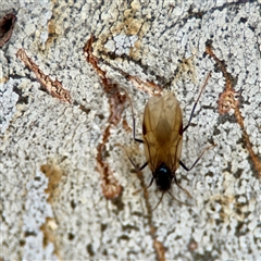 Formicidae (family) at Braddon, ACT - 31 Oct 2025 05:38 PM