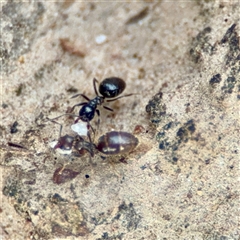 Formicidae (family) (Unidentified ant) at Braddon, ACT - 31 Oct 2025 by Hejor1