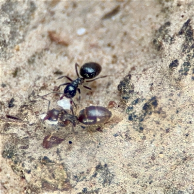 Formicidae (family) (Unidentified ant) at Braddon, ACT - 31 Oct 2025 by Hejor1