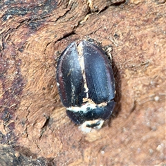 Pterohelaeus (genus) (Pie-dish beetle) at Braddon, ACT - 31 Oct 2025 by Hejor1