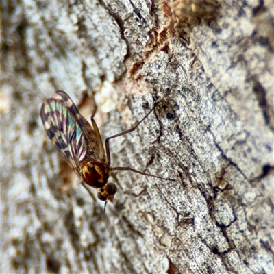 Sylvicola dubius (Wood-gnat) at Braddon, ACT - 31 Oct 2025 by Hejor1