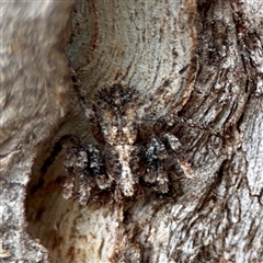 Stephanopis barbipes at Braddon, ACT - 31 Oct 2025 by Hejor1