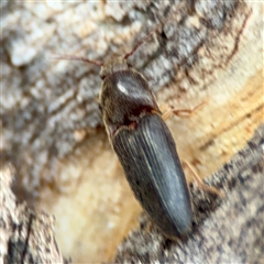 Elateridae (family) (Unidentified click beetle) at Braddon, ACT - 31 Oct 2025 by Hejor1