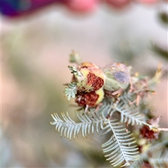 Acacia insect gall at Braddon, ACT - 31 Oct 2025 by Hejor1