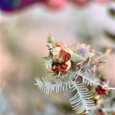Acacia insect gall at Braddon, ACT - 31 Oct 2025 by Hejor1