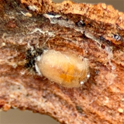 Coccoidea (superfamily) at Braddon, ACT - 31 Oct 2025 by Hejor1