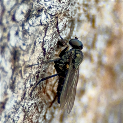 Diaphorinae (subfamily) at Braddon, ACT - 31 Oct 2025 by Hejor1