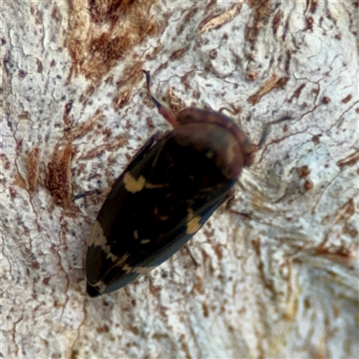 Eurypella tasmaniensis (Eurypella tasmaniensis) at Braddon, ACT - 31 Oct 2025 by Hejor1