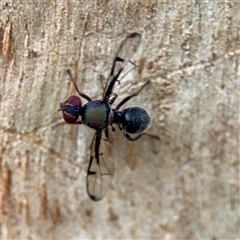 Pogonortalis doclea (Boatman fly) at Braddon, ACT - 31 Oct 2025 by Hejor1